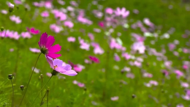 Три Мужика В Бане! Анекдот Дня Для Хорошего Настроения смотреть онлайн