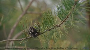 Саунд рождает желание исчезнуть среди полей - Maiah Wynne-Oct 2017-LIVE -- Maiah Wynne -- Live at KB