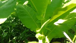 Зрелость листа табака. 1 ломка Bolivian Black. 21.06.2021