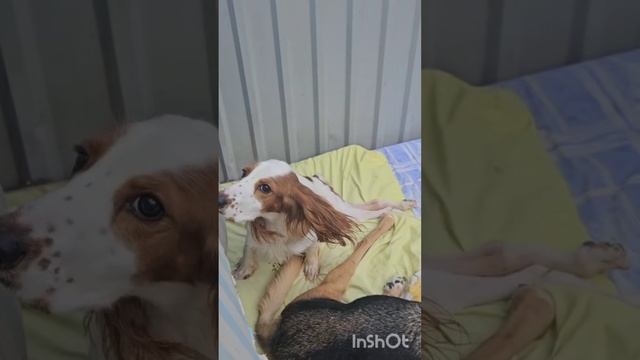Рокки ждёт помощи