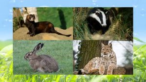 Мультфильм презентация  Дикие животные и их звуки для