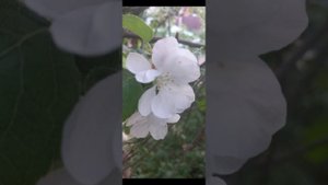 Медитация на похудение "Стройное тело"