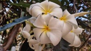 Свекровь обомлела, узнав, что невестка разбогатела и в