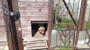 29-05-2025 ЖИВЕМ В ДЕРЕВНЕ