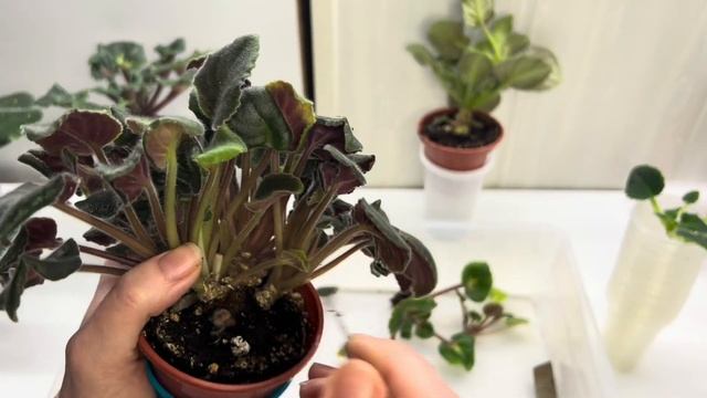 Разделение Фиалок 1 февраля 2025 г.