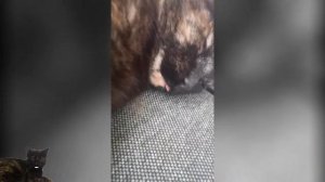 Если у кошки торчит язычок - переживать, или нет?