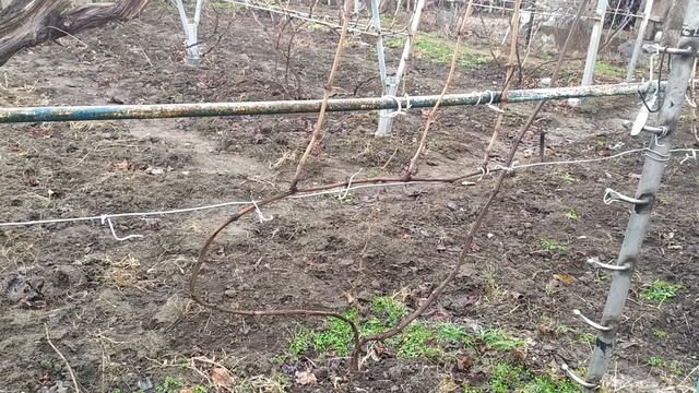 18 января 2025 г. виноград Полуничний 🍓 Херсон 👍🍇🇺🇦 смотреть онлайн