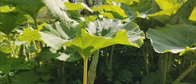 Сбор дикоросов | Трава гигант| Лопух Белокопытник японский| вкусный салат | Дальний восток | Сахалин смотреть онлайн