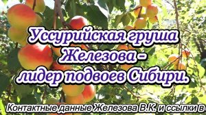 Уссурийская груша Железова - лидер подвоев Сибири.