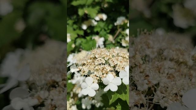 29 мая весна красавица