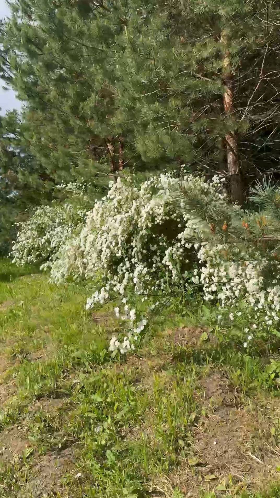 Что цветёт в Кисловодском парке в конце мая