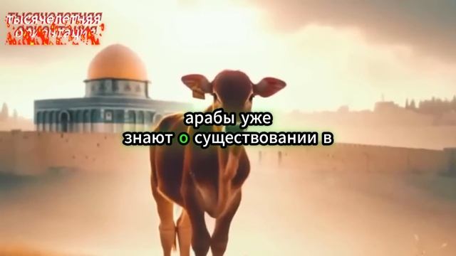 КРАСНАЯ КОРОВА ПРИБЫЛА В ИЗРАИЛЬ – Начнётся строительство Третьего Храма смотреть онлайн