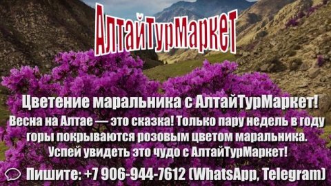 Цветение маральника на Алтае | Алтайская сакура с АлтайТурМаркет