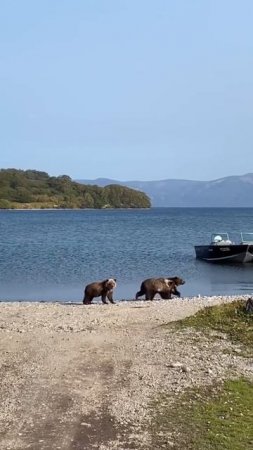 Медвежата на прогулке. (Курильские острова