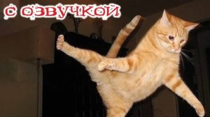 Приколы с Котами и  собаками-  с озвучкой😈СМЕШНОЕ ВИДЕО