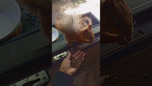 Белая полоска, главная белка