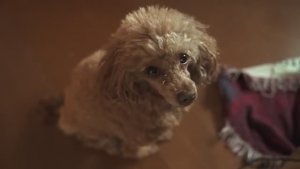 Choki. возрождение дикого сада.2025