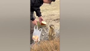 СЛУЧАИ С ЖИВОТНЫМИ ОДИН НА МИЛЛИОН