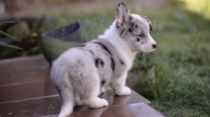 Щенок вельш корги