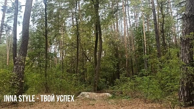 Пение лесных птиц для душевного спокойствия