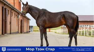 Предлагается к продаже перспективный молодой жеребец «Мoр Tзэн Cтaр» (More Than Star)