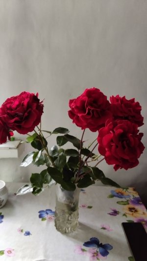 Розы в саду. 29.05.25 #розы
