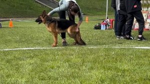 9 Оч/хор Чилимгур ТАЙГА №69 / КЧК+ БОРИСОВ (BY) 17 мая`25 M.Jovovic Моно немецких овчарок