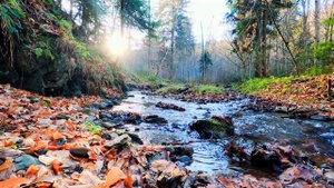 Лечебные, Исцеляющие звуки природы. Шум ручья и Пение ?