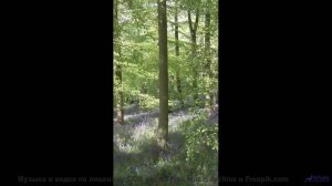 Почему йоги используют эту мелодию для медитации - No Fix (remix) -- Ketsa -- 5D