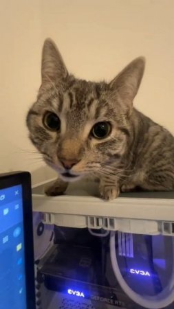 🐱Кот под КАЙФОМ!🐱
