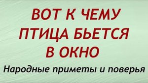 ПТИЦА БЬЁТСЯ В ОКНО? ЭТО НЕ СПРОСТА! Срочно действуй, чтобы избежать беды!