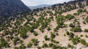 Каждая вершина, каждая река звучат в этой мелодии - Virtual Violin Virtuoso -- techtheist -- FMA 202