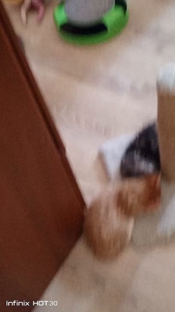 Свободные котята разных окрасов в питомнике Курильских бобтейлов Fayneku г Волгоград