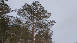 Свекровь за ужином объявила, что квартиру завещала пл?