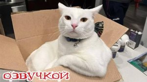 Приколы с котами! - С ОЗВУЧКОЙ! Самые смешные животные! - СМЕШНЫЕ КОТЫ!