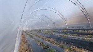 Балаганы из проф трубы 15х15 на перетяжках, дешевле неку