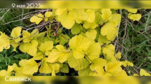 Свияжск. 09 мая 2025г.