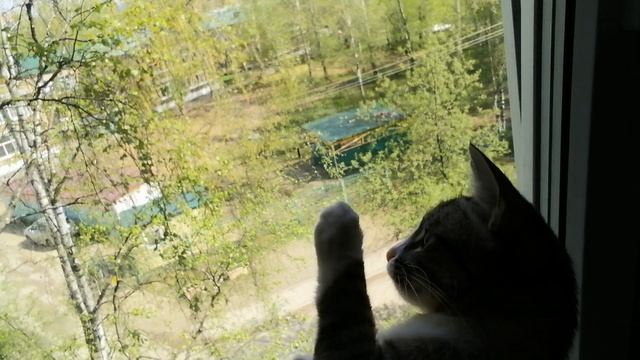 Попадись мне в лапки😁🐾