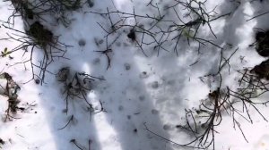 асмр хруст снега, звуки леса 🌨️