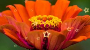 СВЕКРОВЬ ПРИШЛА ВЫГОНЯТЬ НЕВЕСТКУ ИЗ КВАРТИРЫ…