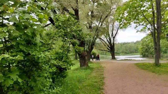 Южно - приморский парк Санкт-Петербурга от Натальи Туркиной 29.05.25.
