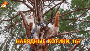 Нарядные Котики расслабляются на солнышке 🌞 🐈🐈🐈 (167)