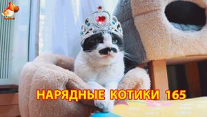 Нарядные Котики расслабляются на солнышке 🌞 🐈🐈🐈 (165)
