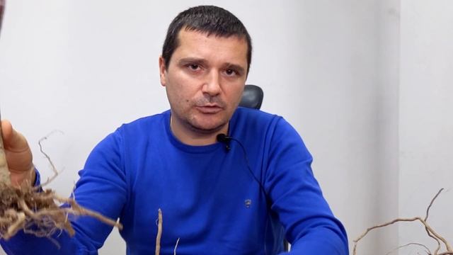 Особливості кореневої системи однорічних саджанців Павловнії смотреть онлайн