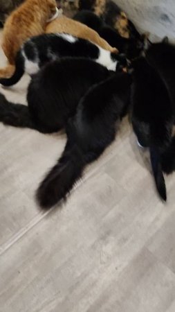 НАМ НЕЧЕГО КУШАТЬ 😢
37 ЖИЗНЕЙ 🐈
🙏🙏🙏

89114334051
Сбер / Тинькофф
🙏🙏🙏🆘