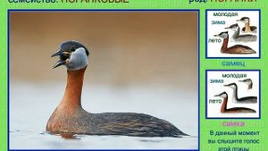 Поганки. Голоса птиц России
