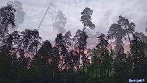 Дятьково. Май 2025. Утро в больничной роще. Релакс.