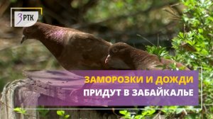 Заморозки и дожди придут в Забайкалье