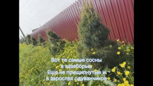 Формирование сосны