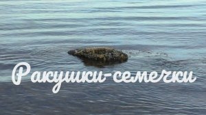 Ракушки-семечки